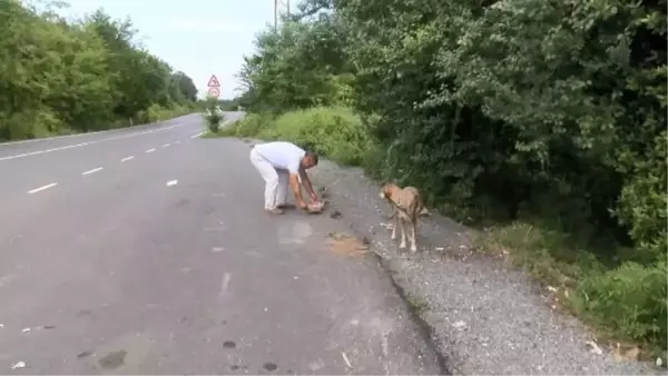 SARIYER'DE SERVİS ŞOFORÜ DÖRT YILDIR HER GÜN SOKAK HAYVANLARINI BESLİYOR