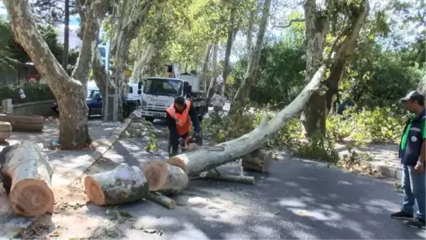 SARIYER'DE ÇINAR AĞACI YOLA DEVRİLDİ