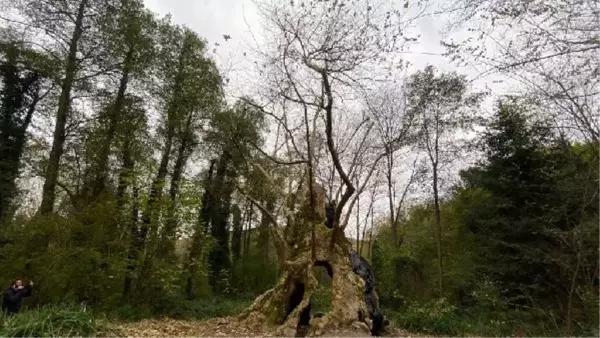 İSTANBUL'UN TARİHE TANIKLIK EDEN EN YAŞLI AĞACI