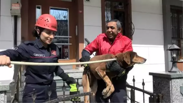 Son Dakika | AVCILAR'DA MAHSUR KALAN KÖPEĞİ İTFAİYE KURTARDI