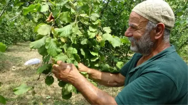 Trabzon haberleri! TRABZON'DA ERKEN FINDIK HASADI