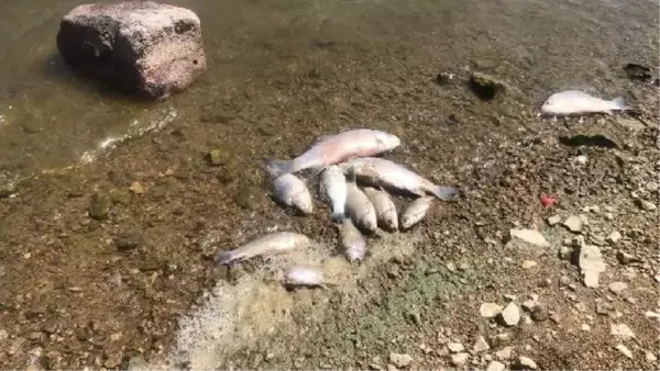 Boğazköy Barajı'nda Ölü Balık Ölümleri Endişe Yarattı