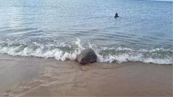 Yaralı Deniz Kaplumbağaları Kuşadası'nda Denize Bırakıldı