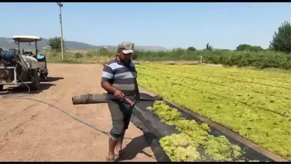 Üzüm Üreticileri TMO'nun Fiyat Açıklamasını Bekliyor