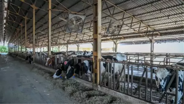 SÜT İNEKLERİ, KAVURUCU SICAKTAN 'DUŞLAMA' İLE KORUNUYOR