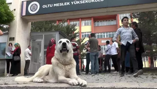 Kangal köpeği sınava giren sahibini okulun kapısında bekledi