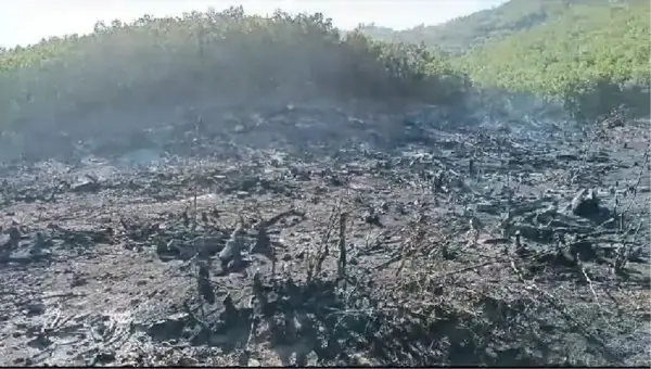 Siirt'te çıkan orman yangını kontrol altına alındı