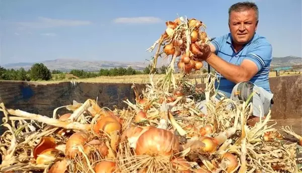 Denizli'nin Çal ilçesinde üzüme alternatif olarak soğan üretimi yapıldı