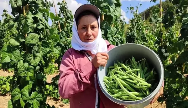 Çameli Fasulyesinde Yaş Hasat Devam Ediyor