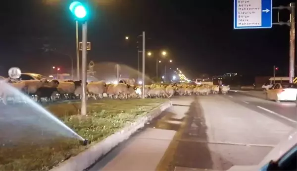 Erzurum'da karayoluna çıkan koyun sürüsü trafiği felç etti