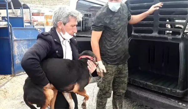 2 ayağından yaralanan köpek İstanbul'a tedaviye gönderildi