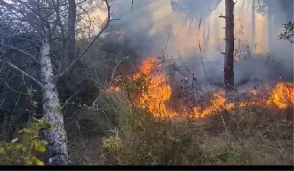 Sultangazi Şehir Ormanları'nda Yangın Çıktı