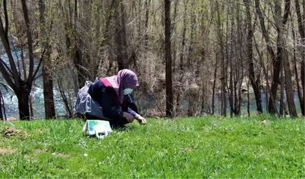 KIZILDAĞ ETEKLERİNDE KADINLARIN 'MADIMAK' MESAİSİ