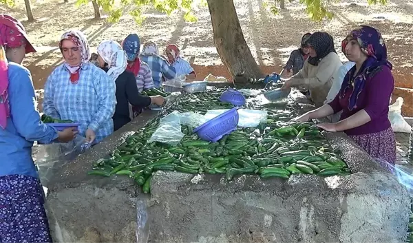 Kahramanmaraş'ta 200 bin ton salatalık üretiliyor