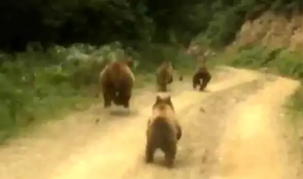 Yayla dönüşü önlerine çıkan ayı ailesini görünce şaşkınlık yaşadılar