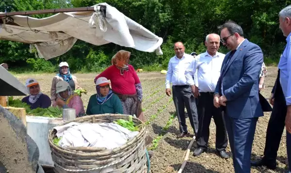 Bafra'da tütün fideleri toprakla buluştu