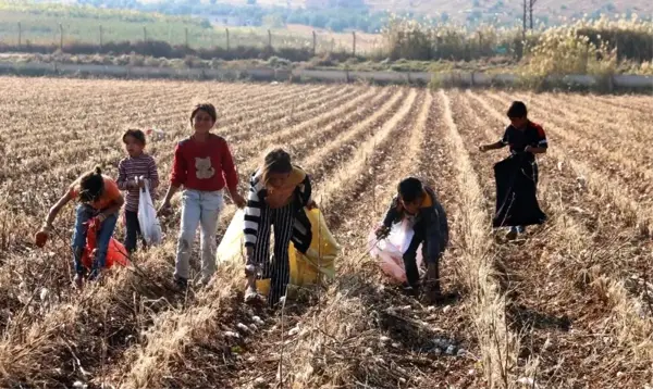 Tarlada kalan kirli ve saçılmış pamuklar geçim kaynağı oldu