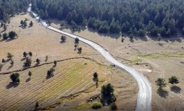 Son dakika haberi: Sarıçam ormanları 