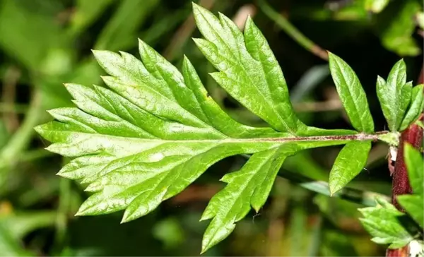 Pelin otu nedir, pelin otu faydaları nelerdir? Artemisia bitkisi faydaları ve özellikleri nelerdir? Artemisia bitkisi, pelin otu koronavirüse çare mi