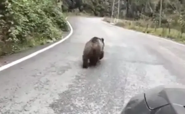 Yavru ayı karayolunda araçlara aldırış etmeden böyle yürüdü