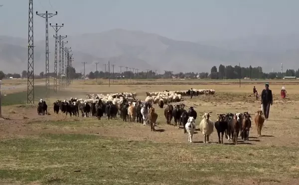 Muş'un Korkut ilçesinde yaylacılar hayvanlarını ovaya indirdi