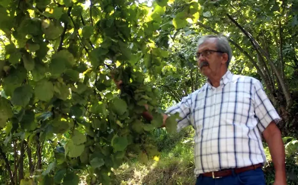 Fındık üreticisi hasat öncesi fiyat açıklanmasını bekliyor