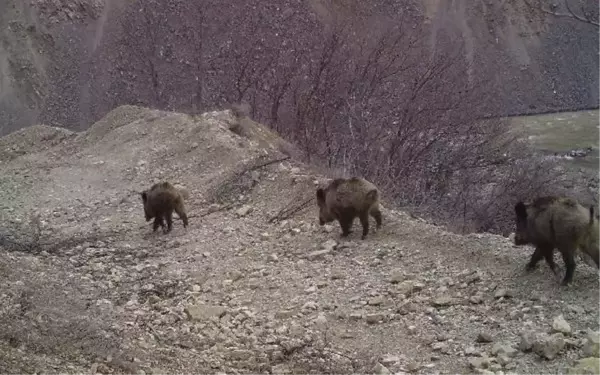 Bingöl'de Fotokapanlarla Yaban Hayvanları Görüntülendi