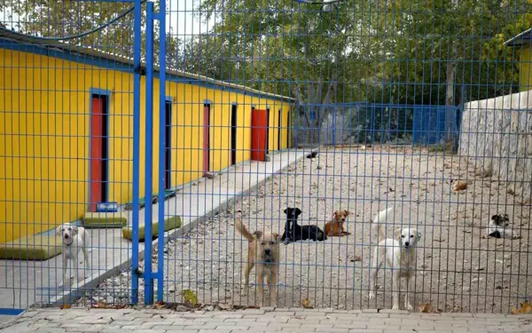 Kuşadası Belediyesi, Söke'deki Hasta Sokak Hayvanlarına Sahip Çıktı