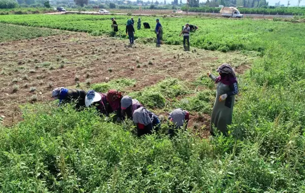 Adana'da tıbbi ve aromatik bitkilerin hasadı yapıldı