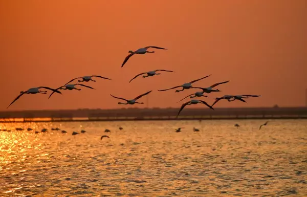 Kuş Cenneti gün batımında flamingolarla ayrı bir güzelliğe bürünüyor