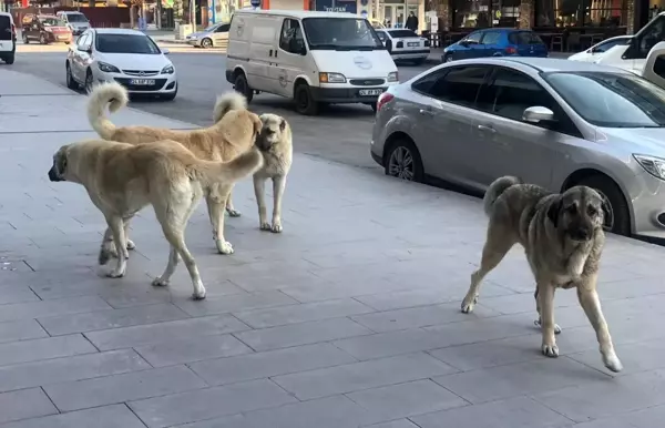 Erzincan'da vatandaşlar tehlike saçan sokak köpeklerine yönelik tedbir alınmasını istiyor