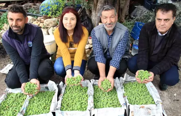 Sezonun ilk çağla hasadı Mersin'de yapıldı, kilosu 500 TL'den satıldı