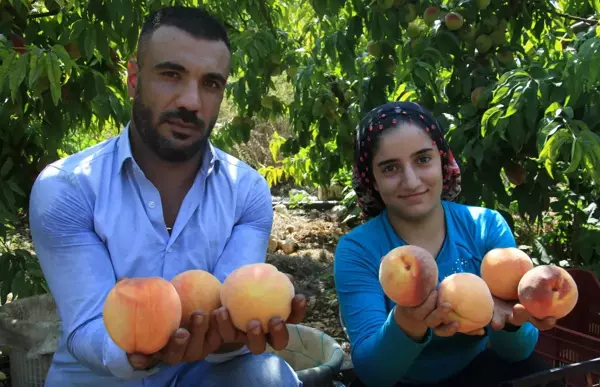 Makas gittikçe açılıyor! Tarladan geçen yılın yarı fiyatına çıkan şeftali, markette 6'ya katlanıyor