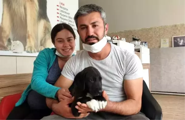 Bir an bile düşünmedi! Binlerce arının saldırdığı köpekleri tek başına kurtardı