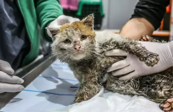 BAŞKAN BÖCEK'İN SAHİPLENDİĞİ DEPREMZEDE KEDİ 'TOROS' ÖLDÜ --