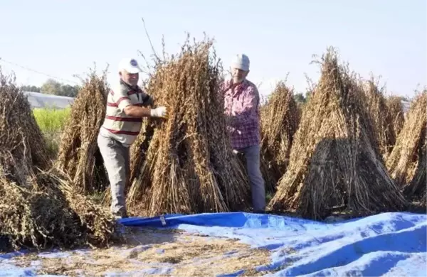 Manavgat'ta Altın Susamın Kalitesi ve Verimliliği İçin Çalışma Yapılıyor