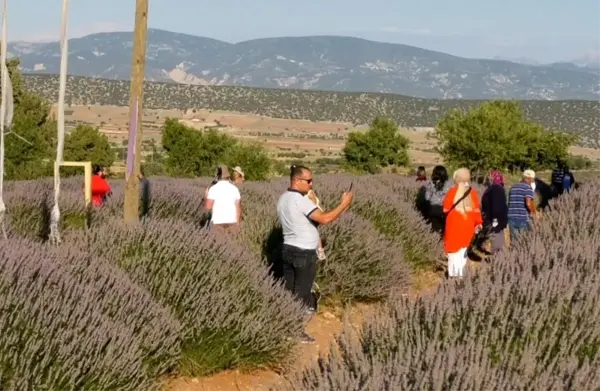 Lavanta kokulu köyde pandemi sakinliği