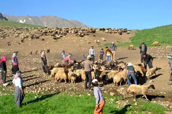 Geleneksel yayla göçü başladı