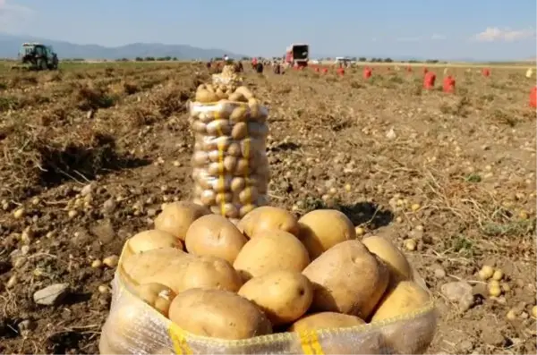 Afyonkarahisarlı patates üreticileri Fiyatların yükseleceği söylemlerine inanmayın