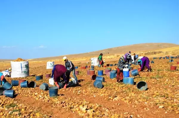 Kayısı diyarında patates hasadı başladı