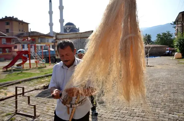 Kastamonu'da kenevir ekimi başladı