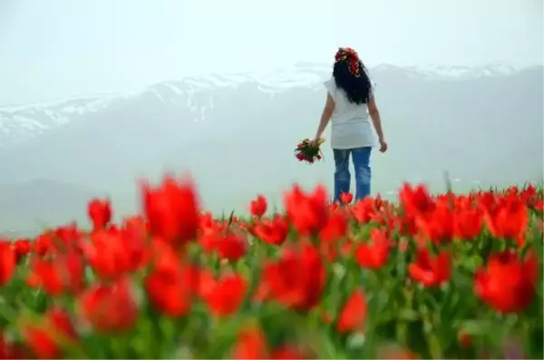 Muş Ovası kıpkırmızı