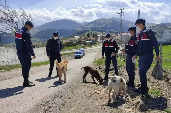 Aç kalan sokak hayvanlarını jandarma besliyor