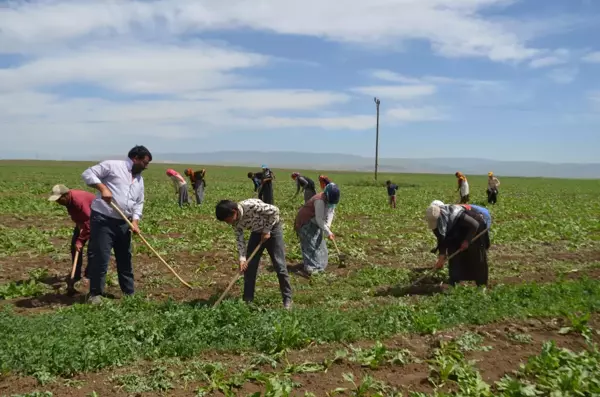 Tarım işçilerinin Muş Ovası'ndaki mesaisi başladı