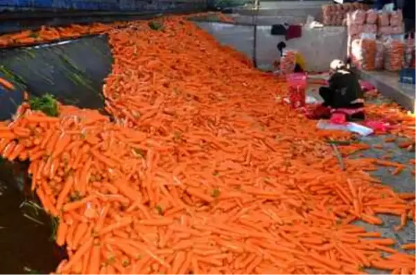 Havucun tarladan sofraya zahmetli yolculuğu