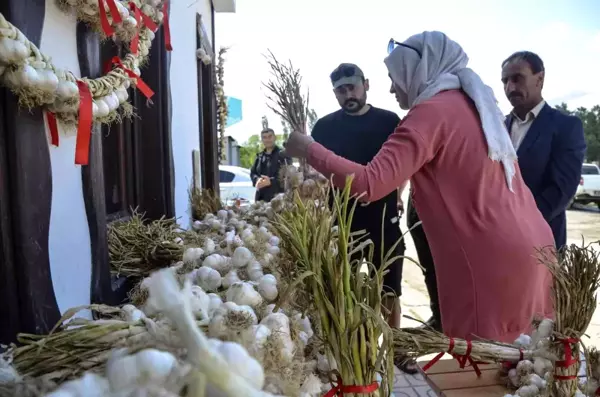 Taşköprü Sarımsağına Kooperatif desteği