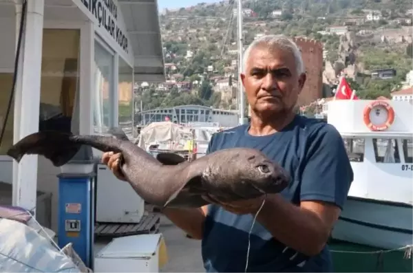 Alanya'da Derinliklerden 'Ninja Lanternshark' Türü Köpek Balığı Yakalandı