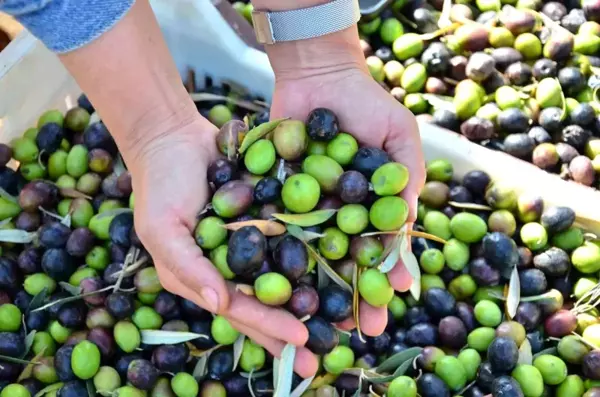 Denizli'de Zeytin Hasadı Gerçekleştirildi