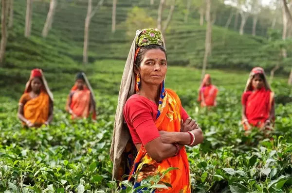 Güney Asya ülkeleri Hindistan, Yeni Zelanda, Singapur, Filipinler, Vietnam, Pakistan, Afganistan, Maldivler, Endonezya