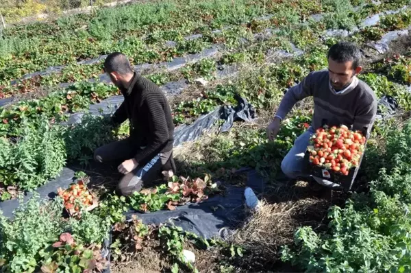 Sason'da yılın son çilek hasadı başladı